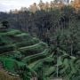 Nasib Petani di Persimpangan Jalan Tren Wisata Alam
