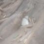 Heboh! Seekor Kucing Ditemukan Selamat Pasca Terjangan Lahar Panas Semeru