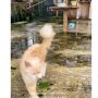 Miris! Kondisi Kucing di Wisata Agro Kota Batu Ini Memprihatinkan, Warganet: Kasihan...