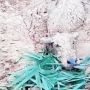 Viral Kerbau Masih Hidup Walau Terkubur Lahar Gunung Semeru, Warganet: Allah Maha Kuasa