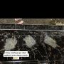 Viral Pemilik Rumah Pergoki Tetangga Taruh Kotoran di Teras, Publik Duga Tanah Kuburan