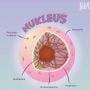 Fungsi Sel dalam Tubuh: Metabolisme dan Komunikasi Sel
