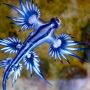 Siput Laut Biru: Kecil Mematikan Si Penguasa Lautan