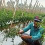Apes! Harga Mulai Tinggi, Sekuintal Cabai Milik Petani di Banjarnegara Malah Dimaling