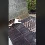 Kocak, Kucing Tangkap Ular Malah Nge-prank Pemilik Rumah