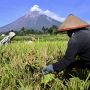 Bapanas Minta Bulog Serap 2,4 Juta Ton Beras Petani, Budi Waseso Sanggup?