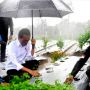 Diguyur Hujan, Presiden Jokowi Tanam Cabai