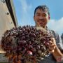 Puji Keputusan Jokowi Buka Ekspor CPO, Petani Kelapa Sawit Harap Harga TBS Turun Rp3.500 per Kg