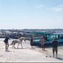 Wisatawan dari Bali yang Hendak Ke Gili Tramena Batal Transit di Pelabuhan Bangsal