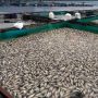 Bertambah Lagi, Ikan Mati di Danau Maninjau Hampir 1.000 Ton