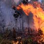 Cegah Kebakaran Hutan Meluas, UGM Kembangkan Pesawat Tanpa Awak untuk Deteksi Dini