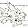 Soal Biologi Kelas 10: Ciri-ciri dan Jenis Protozoa Mirip Hewan