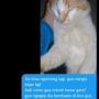 Viral Cowok Emosi Tepergok Selingkuh, Kucing Kekasih Dibanting sampai Mati