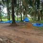 Buntut Pengusiran Dan Penembakan, Warga Takut Dekati Area Lahan Sengketa Mesuji