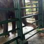 Anak Gajah Koleksi KBS yang Diberi Nama Dumbo Oleh Tri Rismaharini Mati Misterius