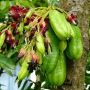 5 Manfaat Belimbing Wuluh bagi Kesehatan, Bisa Cerahkan Wajah!
