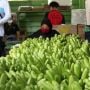 Menyelamatkan Pisang dari Ancaman Krisis Iklim: Apa yang Bisa Dilakukan?