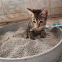 5 Alasan Kucing Suka Menggaruk Pasir dan Cara Mengatasinya, Yuk Simak!