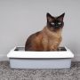Inilah Alasan Kucing Perlu Litter Box atau Kotak Pasir, Jangan Disepelekan