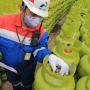 Harga LPG Non Subsidi Naik, Bagaimana Dengan Gas Melon?