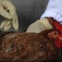 Inggris Temukan Kasus Flu Burung pada Manusia, Waspadai Penularannya
