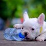 Tes Kepribadian Ilusi Optik: Ungkap Sifat Tersembunyi, Lihat Anjing atau Botol?
