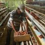 Jumlah Modal Bisnis Ayam Petelur, Tips Pahami Perkembangan Pasar dan Untung Berlipat