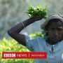 Sri Lanka Dikritik Berencana Bayar Utang Negara dengan Teh