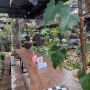 Menikmati Resto Berkonsep Taman di Garden Cafe
