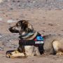 Psychiatric Service Dogs (PSD): Pengobatan Baru bagi Penderita PTSD oleh Anjing