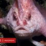Ikan Bertangan Merah Muda Terlihat Lagi Pertama Kalinya dalam 19 Tahun