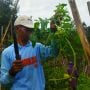 Petani di Bandung Barat Babat Habis Ribuan Pohon Tomat Gara-gara Ini