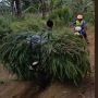 Kocak! Bapak Pengangkut Rumput Ini Bikin Pemotor Trail Auto Minggir