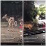 Viral Curhat Pengunjung Taman Safari 'Terjebak' di Area Binatang Buas, Ternyata Gegara Ini