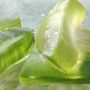 Ingin Turunkan Berat Badan Dengan Konsumsi Lidah Buaya, Begini Cara Olahnya di Rumah
