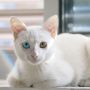 Cara Mengobati Jamuran Pada Kucing Berdasarkan Penyebabnya