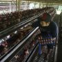 Harga Telur dan Ayam Potong Naik, Sekjen Peternak Unggas: Siklus Tahunan Saja