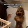 Viral Anjing Disetrap Malam-malam oleh Owner, Ekspresinya Bikin Terenyuh