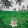 Kebun Teh Kemuning di Jawa Tengah, Info Tiket hingga Aktivitas Wisata di Dalamnya