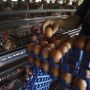 Peternak Ayam Petelur Ungkap Penyebab Melonjaknya Harga Telur Ayam