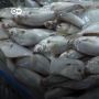Bumbu Penyedap Rasa dari Olahan Ikan Bete-bete Buatan Peneliti Makassar