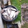 Ekspektasi Tahun Baru Bakar Ikan Bareng Keluarga, Berakhir Nyesek Ikan di Kolam Mati Semua