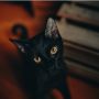 Viral Kucing Hitam 'Cakar' Wajah Lydia Layangan Putus, Warganet: Mewakili Ibu-ibu
