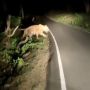 Heboh Video Harimau di Ciamis, BKSDA Angkat Bicara