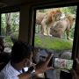 Kunjungan Wisatawan ke Kebun Binatang Bali Meningkat