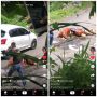 Rugi Jutaan Rupiah, Babi Guling Jatuh di Jalan, Publik: Gagal Tes Kriuk