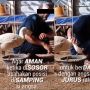 Viral Video Tutorial Menjinakkan Soang, Warganet: Tidak Berlaku untuk yang Kerasukan Reog