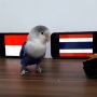 Ramalan Indonesia Menang Piala AFF 2020 Meleset, Ini 5 Fakta Menarik Burung Lovebird Bony