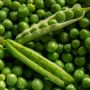 Tak Hanya Lezat, Ini 5 Manfaat Kacang Polong jika Dikonsumsi Rutin