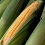 Yuk Kenali, 5 Manfaat Jagung Untuk Ibu Hamil